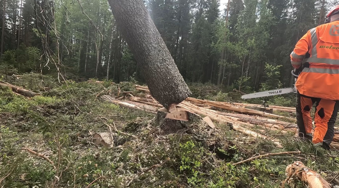 Professional tree removal service in Lancaster, OH