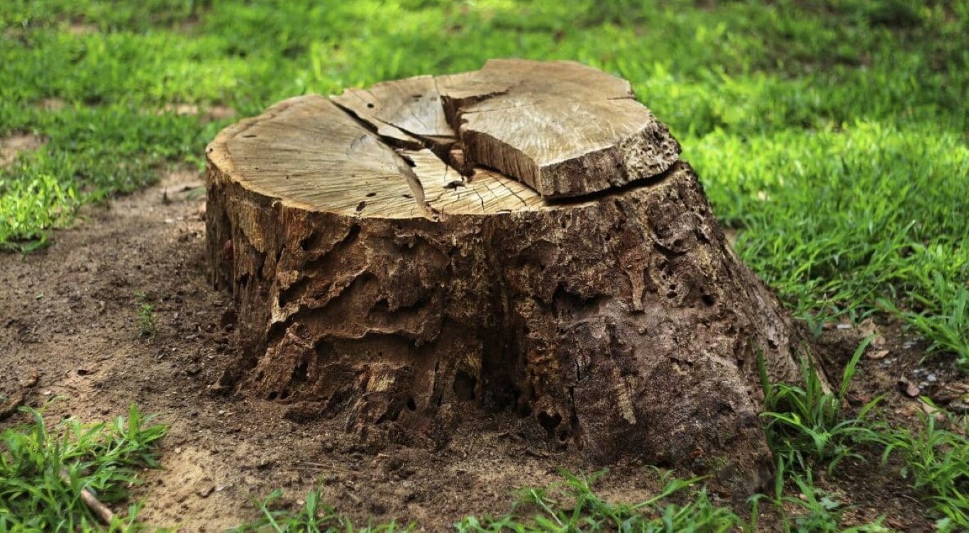 Stump grinding and removal service in Lancaster, OH